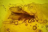 Three Fossil Caddisflies (Trichoptera) In Baltic Amber #135086-1